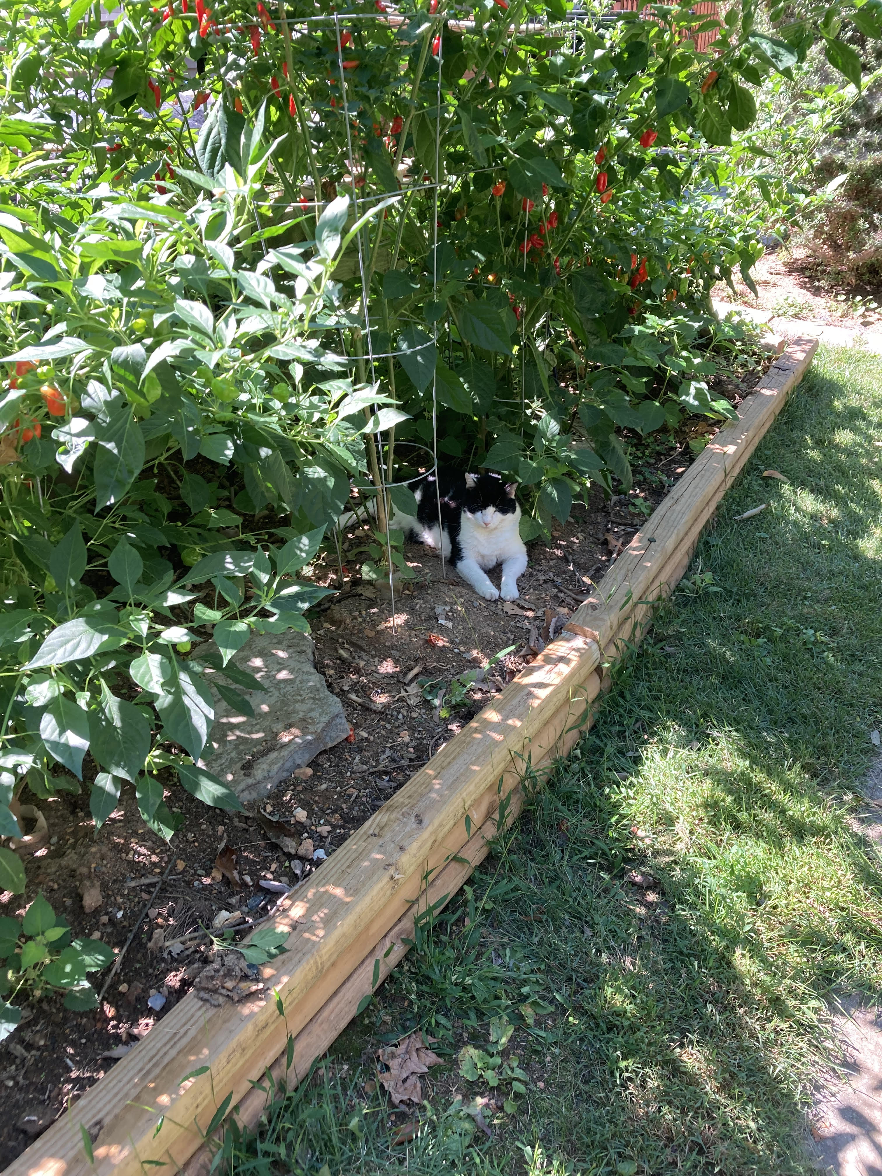 image peppers growing with cat guarding
